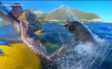Ekspertët tregojnë arsyen pse foka e goditi lundruesin me oktapod (Video)