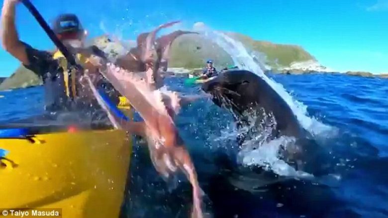 Foka e goditi lundruesin me oktapod në fytyrë (Video)