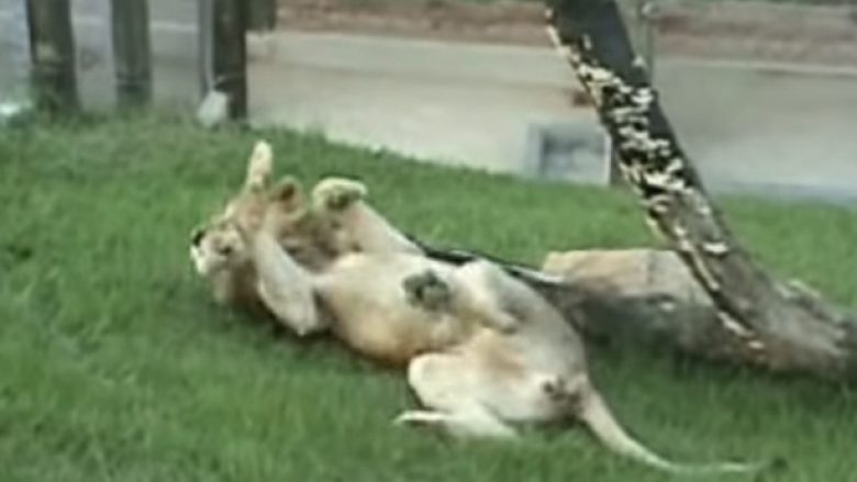Lirohet për herë të parë prej kafazit, luani i cirkut nuk ngopej së eksploruari ambientin (Video)