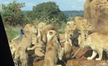 Mirëmbajtësit e rezervatit ndaluan luaneshat që po e mbytnin një luan (Video)