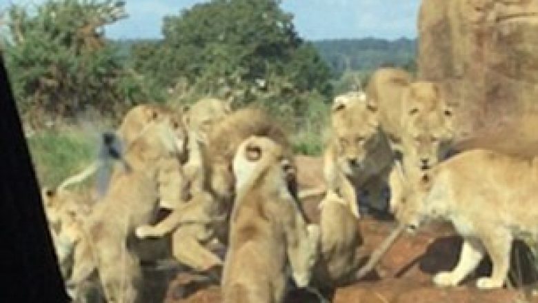 Mirëmbajtësit e rezervatit ndaluan luaneshat që po e mbytnin një luan (Video)