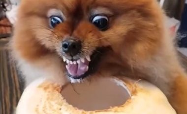 Ngacmohet derisa ishte duke ngrënë, reagimi qesharak i qenit të nervozuar (Video)