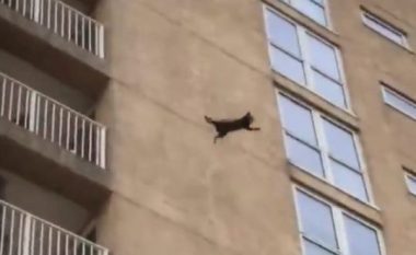 Ngjitet nëpër fasadë deri në katin e nëntë, pas rënies rakuni bie sërish në këmbë (Video)