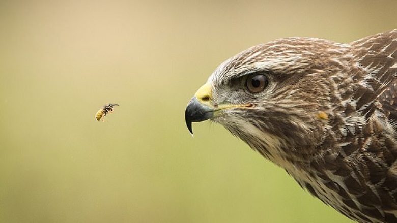 Përballja e pazakontë mes grerëzës dhe shpezës 50 herë më të madhe (Foto)