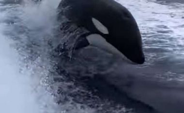 Peshkatarët u ndjenë si në ndonjë skenë filmi, kur barkën e tyre e ndoqën tri balena (Video)