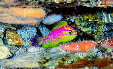 Peshku me ngjyra të shndritshme i gjetur në thellësi, merr emrin e perëndeshës së dashurisë (Foto)