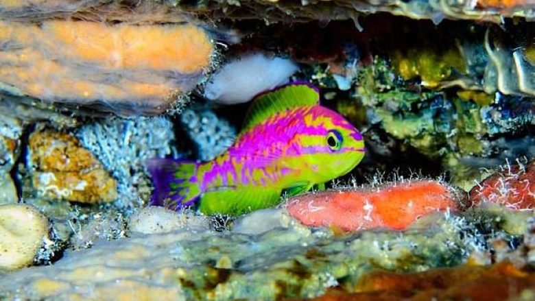 Peshku me ngjyra të shndritshme i gjetur në thellësi, merr emrin e perëndeshës së dashurisë (Foto)