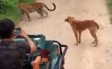 Qeni i guximshëm nuk ia lejoi hyrjen në territorin e tij as leopardit të fuqishëm (Video)