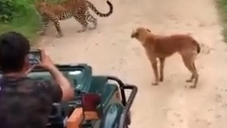 Qeni i guximshëm nuk ia lejoi hyrjen në territorin e tij as leopardit të fuqishëm (Video)