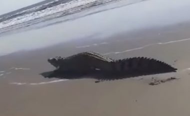 Shfaqet krokodili, disa turistë ikën “për të shpëtuar kokat e tyre”, disa të tjerë u treguan më të guximshëm (Video)