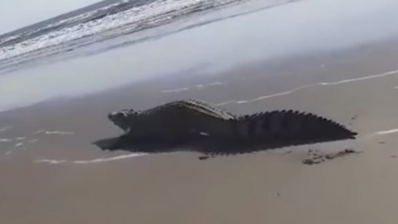 Shfaqet krokodili, disa turistë ikën “për të shpëtuar kokat e tyre”, disa të tjerë u treguan më të guximshëm (Video)