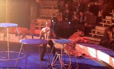 Tigri i cirkut humbi kontrollin, stërvitësi e largoi me vështirësi nga frika e sulmit prej tigrave tjerë (Video)