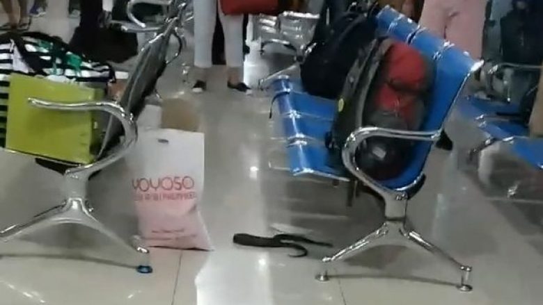 Udhëtarët ikën të frikësuar prej një gjarpri që u shfaq papritmas brenda aeroportit (Video)