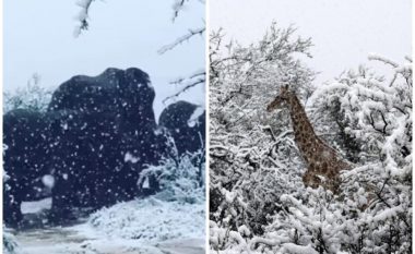 Ndodh edhe kjo, në mes të shtatorit Afrika e Jugut mbulohet nga bora (Foto/Video)