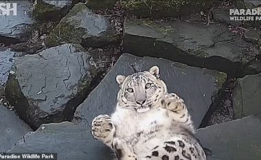 Ishte i qetë, por gjendja e leopardit ndryshon tërësisht, kur e vëren se përballë kishte një kamerë (Video)
