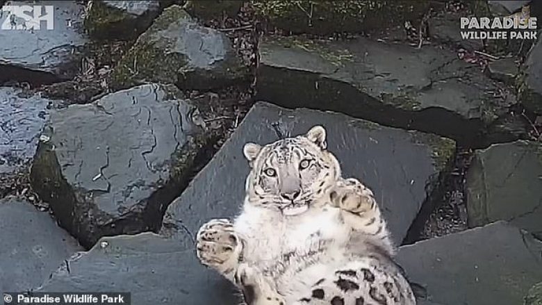 Ishte i qetë, por gjendja e leopardit ndryshon tërësisht, kur e vëren se përballë kishte një kamerë (Video)