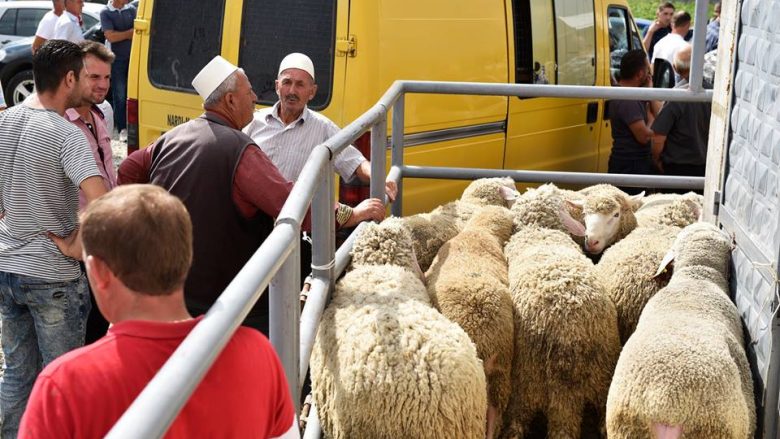Turqia dhuron dele në Kosovë, disa përfitues ankohen për gjendjen e kafshëve (Video)