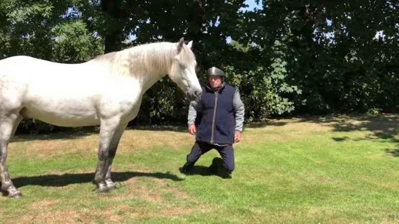 Trajneri i kuajve shtiret kinse ka humbur vetëdijen, ata i japin ndihmën e parë (Video)