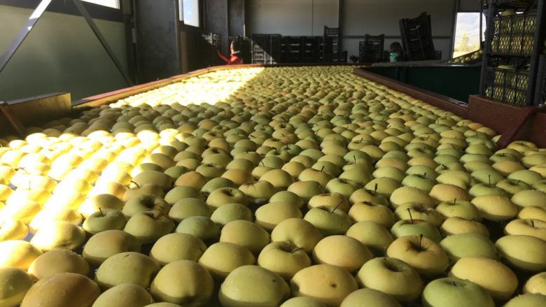 Shqipëria rrit çmimin e referencës për importin e mollëve, i hapet rrugë prodhimit vendas