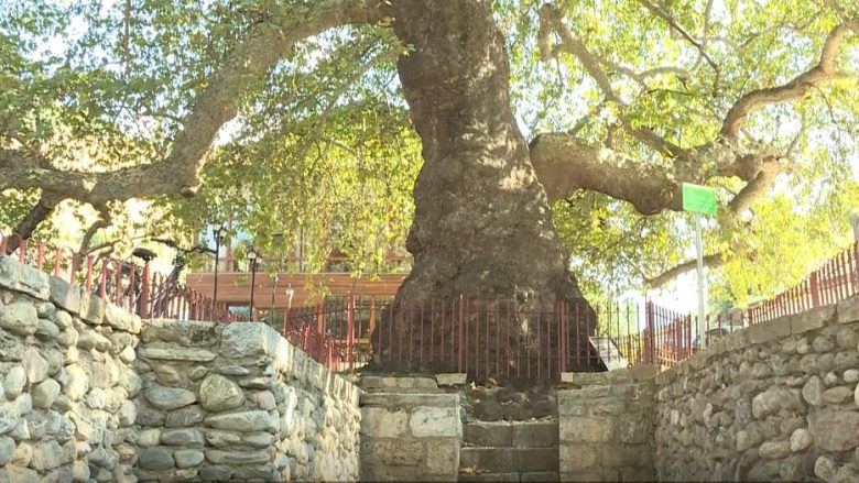 Rrapi i Marashit në Prizren, druri që sipas gojëdhënave është mbjellë në mënyrë hyjnore (Video)