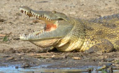 Horror në Ugandë, krokodili “merr me vete” nënën dhe foshnjën e saj