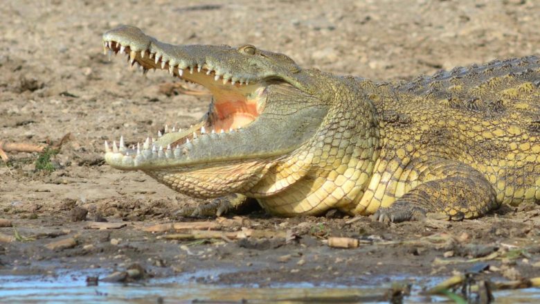 Horror në Ugandë, krokodili “merr me vete” nënën dhe foshnjën e saj