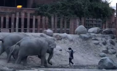 Burri futet brenda kopshtit zoologjik, elefantët nuk e durojnë dhe “i tregojnë derën” për tu larguar (Video)