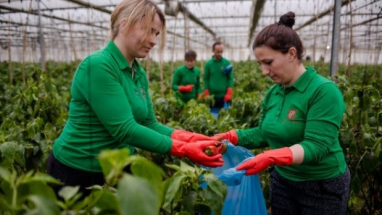 Ekonomia e Shqipërisë gjeneron vende të reja pune, kryeson bujqësia