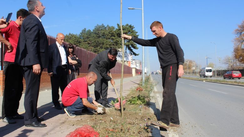 Në Gjilan fillon mbjellja e rreth 7 mijë drunjve dekorativ