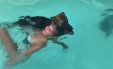 Shtiret kinse po mbytet në pishinë, qeni kërcen në ujë për t’ia shpëtuar jetën pronares (Video)