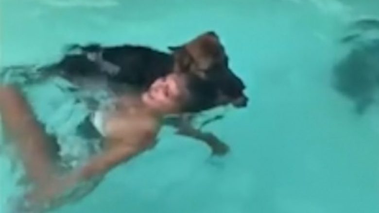 Shtiret kinse po mbytet në pishinë, qeni kërcen në ujë për t’ia shpëtuar jetën pronares (Video)