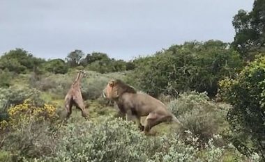 Ende pa i bërë dy orë jetë, luani mbyt gjirafën e vogël (Video, +18)