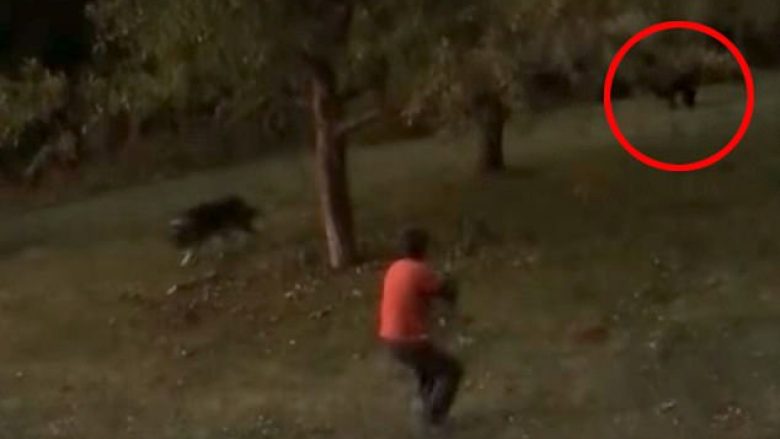 Çifti kthehen në shtëpi dhe në oborr gjejnë katër arinj të cilët iu vërsulen – pronari i shtëpisë e qëllon me pushkë njërin prej tyre (Video, +18)