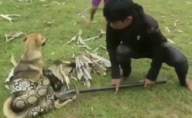 Fëmijët shpëtojnë qenin që po tentonte ta mbyste pitoni që ishte mbështjell në trupin e tij (Video)