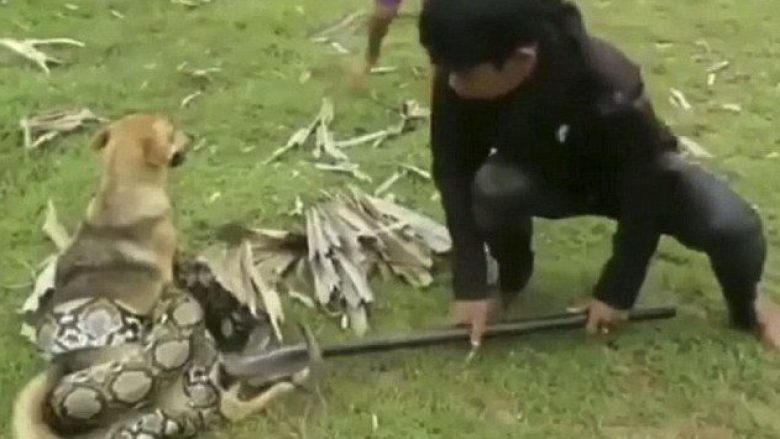Fëmijët shpëtojnë qenin që po tentonte ta mbyste pitoni që ishte mbështjell në trupin e tij (Video)