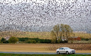 E rrallë, qindra mijëra zogj “pushtojnë” qiellin në Francë (Foto)