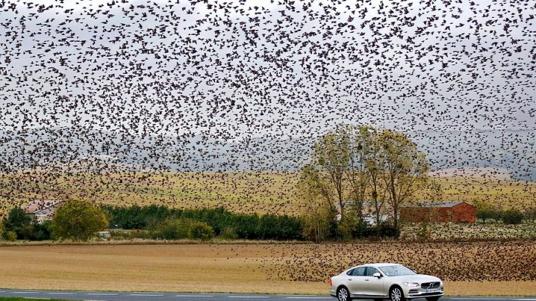 E rrallë, qindra mijëra zogj “pushtojnë” qiellin në Francë (Foto)