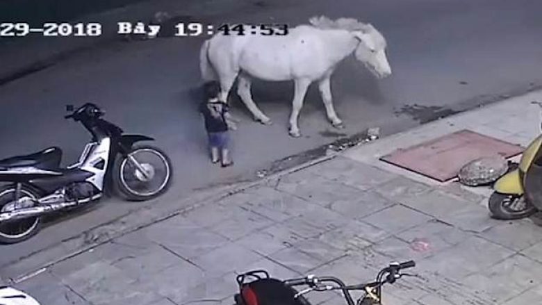 Kamera e sigurisë filmon momentin kur vogëlushin nga Vietnami e shqelmon kali (Video, +18)