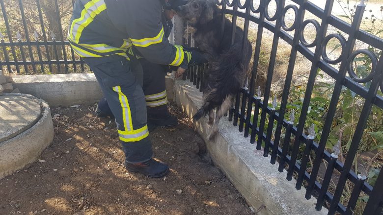 Zjarrfikësit e Malishevës shpëtojnë qenin e mbërthyer në rrethojën e oborrit (Foto/Video)