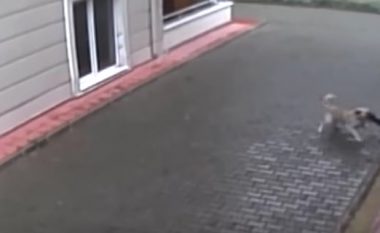 Qentë endacakë sulmojnë 12-vjeçarin në qytetin turk Bursa, vogëlushi shpëton mrekullisht – kamerat e sigurisë filmojnë gjithçka (Video, +18)