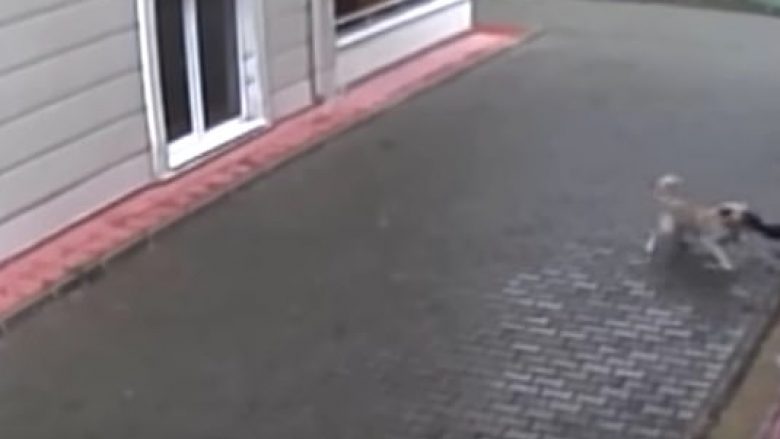 Qentë endacakë sulmojnë 12-vjeçarin në qytetin turk Bursa, vogëlushi shpëton mrekullisht – kamerat e sigurisë filmojnë gjithçka (Video, +18)