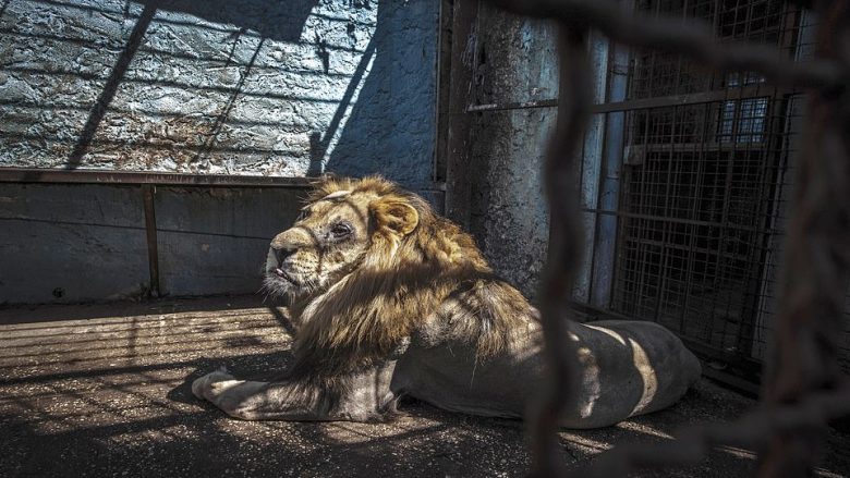Mediat angleze shkruajnë për kushtet e mjerueshme të kafshëve në një kopsht zoologjik në Fier (Foto/Video)