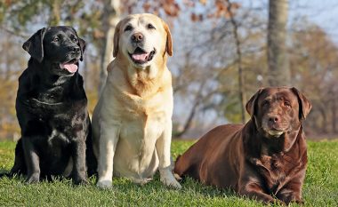 Ngjyra e qenit mund të jetë faktor i jetëgjatësisë së tij