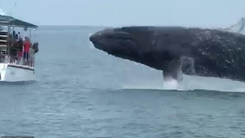 Balena që kërceu papritmas, lagu vizitorët që ndodheshin në barkë (Video)