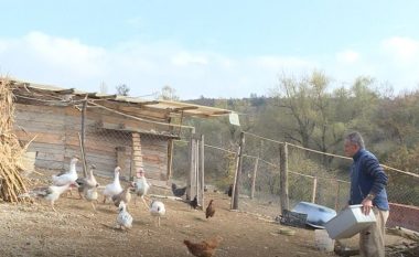 Rikthehet në fshat pas 14 viteve, Fahredin Beqiri ka krijuar fond të pasur shpezësh (Video)