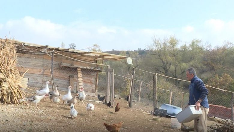 Rikthehet në fshat pas 14 viteve, Fahredin Beqiri ka krijuar fond të pasur shpezësh (Video)