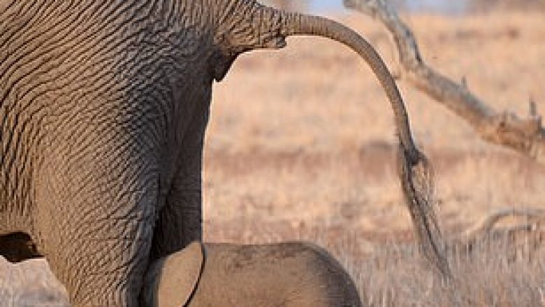 Elefanti vogël e mësoi në mënyrë të vështirë, pse nuk duhet qëndruar nën të pasmet e të mëdhenjve (Foto)