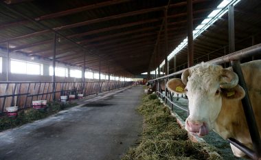 Importi i vajit të palmës, ulë numrin e krerëve të lopëve qumështore