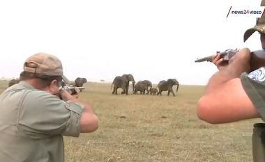 Gjuetia nuk iu shkoi si duhet, gjuetarët u ndoqën prej një tufe elefantësh (Video)