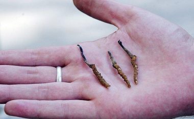 Kërpudha e larvave që njihet si ‘Viagra e Himalajeve’ dhe vlen më shumë se pesha saj në ari, po zhduket shkaku i ndryshimeve klimatike (Foto)